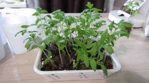 Томат Пиноккио черри для квартиры и открытого грунта