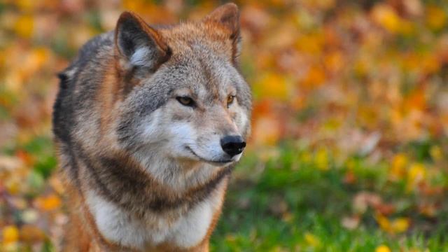 SONIDOS Del LOBO (1 Hora) ???