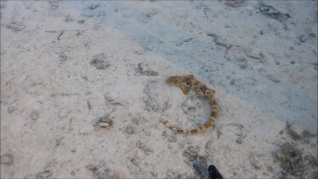 Epaulette Shark - The Walking Shark, Hemiscyllium Ocellatum. Глазчатая кошачья акула