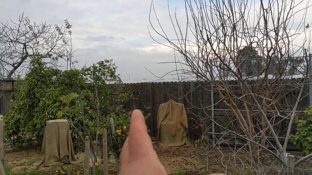 Как в США мы защищаем растения от заморозков смотреть онлайн