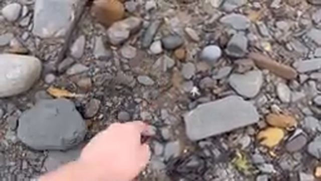Jurassic Fish Head | Fossil Hunter смотреть онлайн