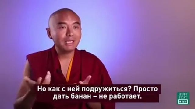 ?Как тренировать обезьяний мозг? смотреть онлайн