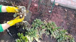 БОЛЬШЕ 5 ЛЕТ  ПРИМУЛА НА ОДНОМ МЕСТЕ. СРОЧНАЯ ПЕРЕСАДКА И ДЕЛЕНИЕ КУСТА.