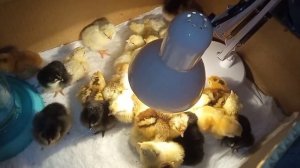 Вывод цыплят в инкубаторе от начала до конца.