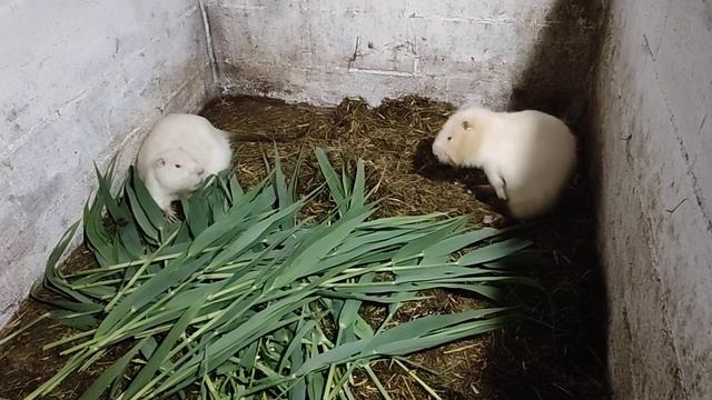 Камыш для нутрий, ответы на вопросы!!! смотреть онлайн