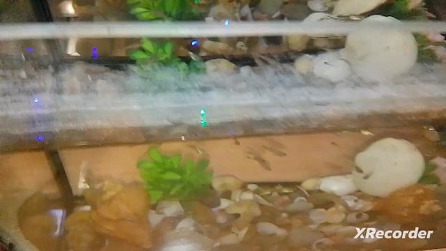 продажа рыб улиток