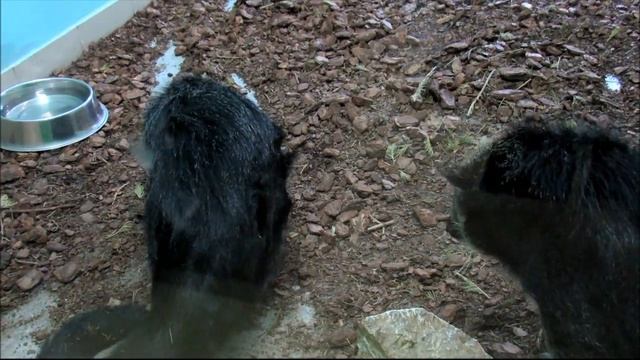 Бинтуронг. 27.02.18г. смотреть онлайн