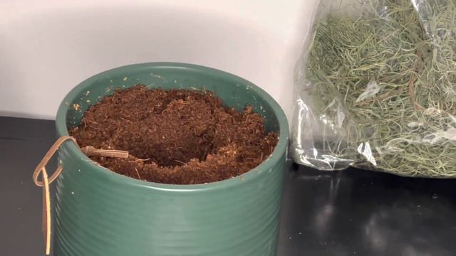 Potting Amaryllis Bulbs using Coco Core | Gardening Mindfully #amaryllis #hippeastrum смотреть онлайн