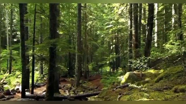 Relax music nature for meditation. Расслабляющая музыка. Звуки природы. музыка для медитации. смотреть онлайн