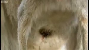 BBC Рождение кенгурят. Самые невероятные роды в мире!