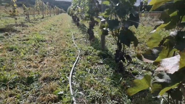 Про виноград ??? в Калужской области смотреть онлайн