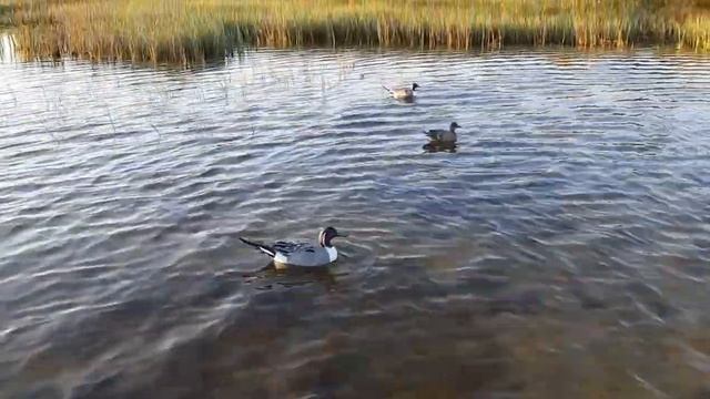 Плавающие чучела гусей и уток 