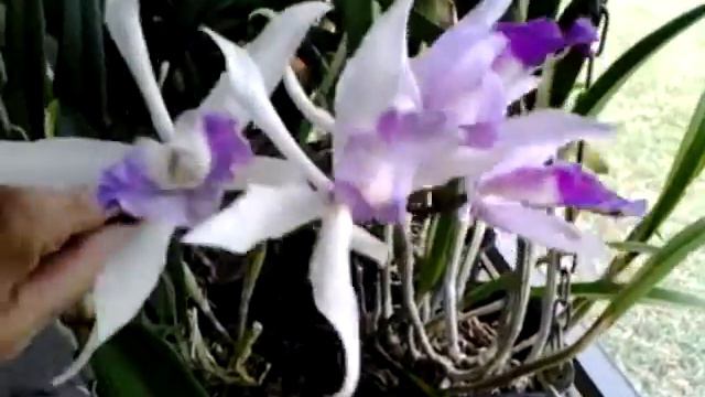 Cattleya Blc. Marg Putnam 5 blooms on spike смотреть онлайн