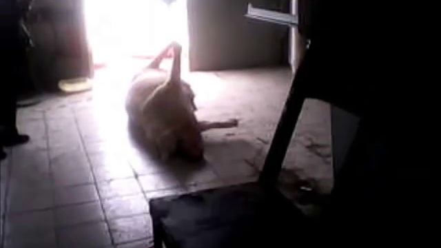 Стационарный инсинератор (крематор) типа №1 смотреть онлайн