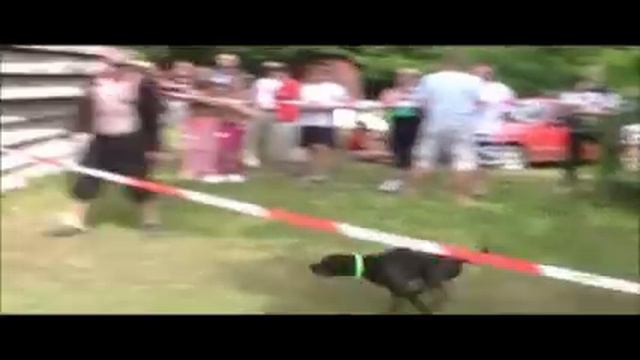 BULL DOG SHOW SK 2012 смотреть онлайн