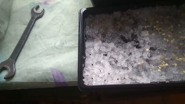 Перец из семян из перца!