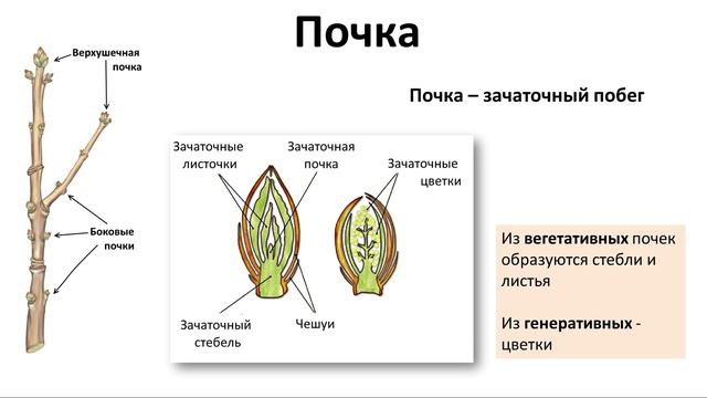 5. Побег (6 класс) - биология, подготовка к ЕГЭ и ОГЭ 2018 смотреть онлайн