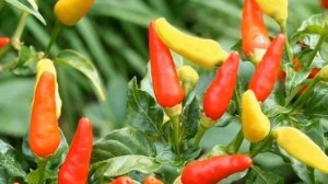 Что посадить рядом с острым перцем