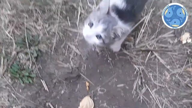 Описание Котёнка смотреть онлайн