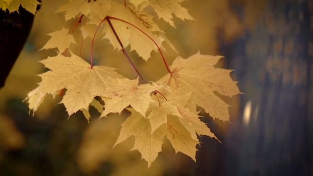 Не моя жена. в честь 150-летия Владимира Клавдиевича Арсеньева. 2022 год. смотреть онлайн