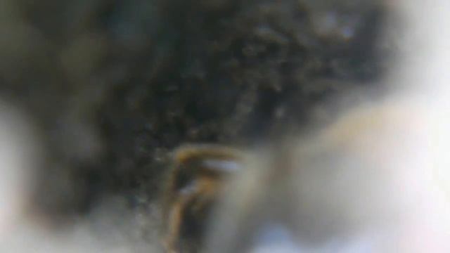 Halictus Quadricinctus