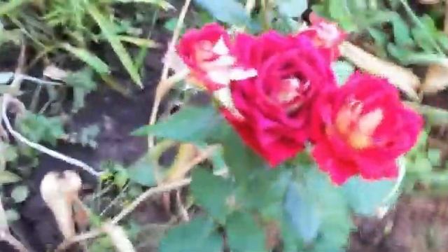 красивые розы смотреть онлайн