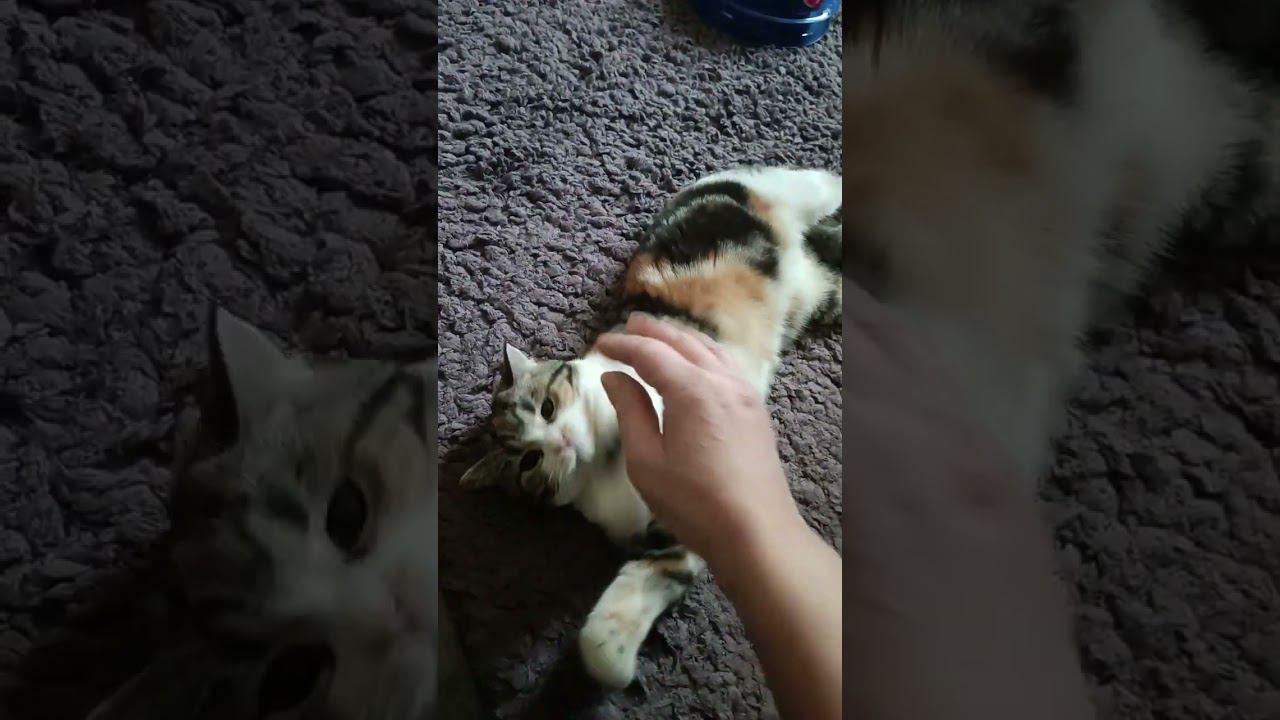 Загадочная кошка Ксюша) Смешные кошки/Забавные животные смотреть онлайн