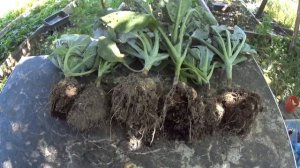 КИЛА НА КАПУСТЕ , опасное грибное заболевание,  меры борьбы.