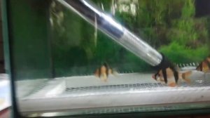 нерест суматранских барбусов (начало)