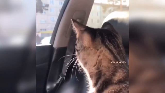 Лучшие приколы из тик тока 2022 06 13 смотреть онлайн