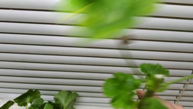 Мои обновки: Санса и череночки пеларгоний.