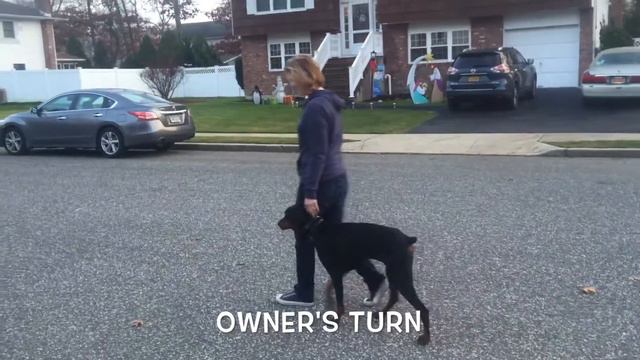 Long Island Dog Trainer: Owner Testimonial: Best Doberman Trainers in New York смотреть онлайн