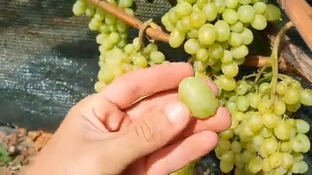 Кишмиш Шерлок 2021 смотреть онлайн