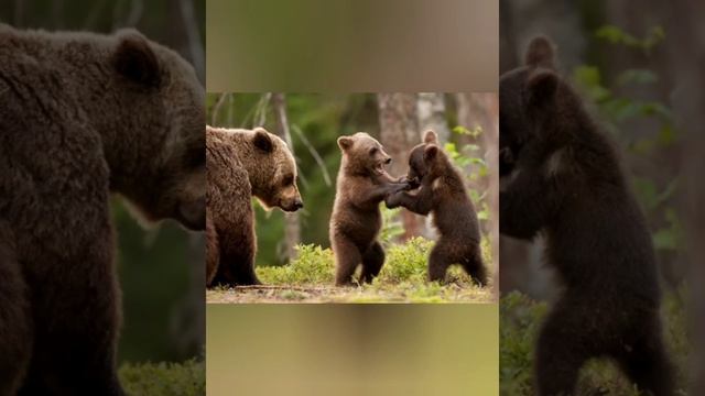Красная книга мира.Первая часть.Зелёные страницы. смотреть онлайн