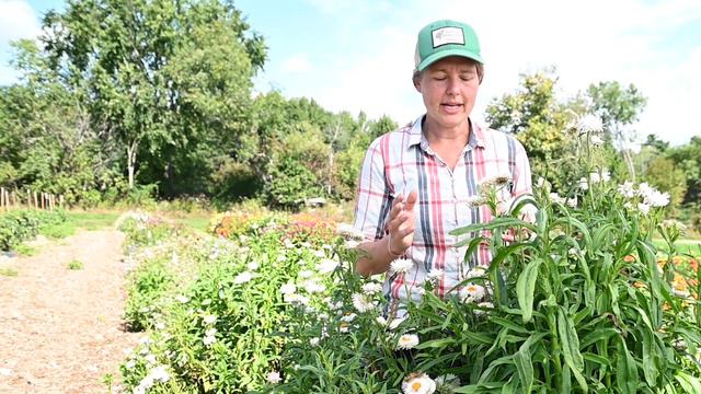 Harvesting for Dried Strawflowers смотреть онлайн