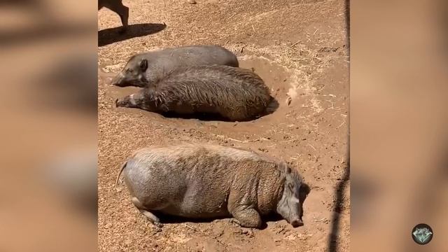 Как выглядят особые виды реально существующих диких кабанов смотреть онлайн