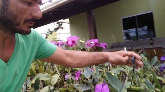 Cattleya Walkeriana De Savio Caliman