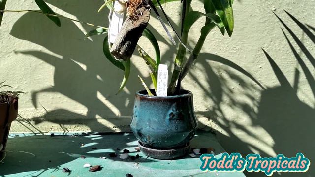 Antelope Dendrobiums, their care and a blooper #orchids #dendrobium смотреть онлайн
