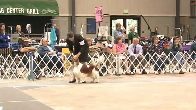 GCH CH Trystyn Statesman Cactus Blue Wins The WSSCA National! смотреть онлайн
