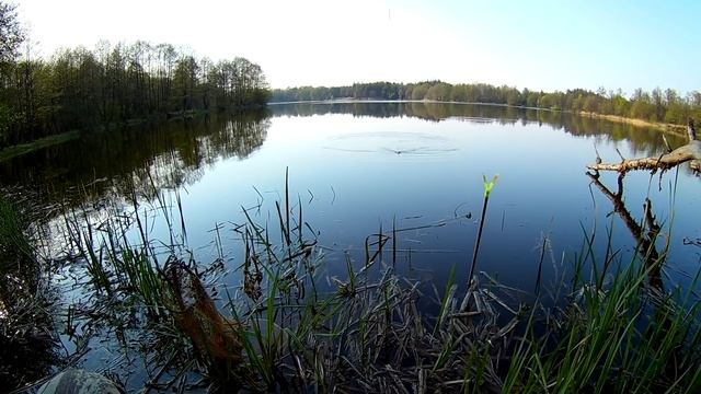 Рыбалка. Ловля плотвы на поплавочную удочку весной.Секреты ловли. смотреть онлайн