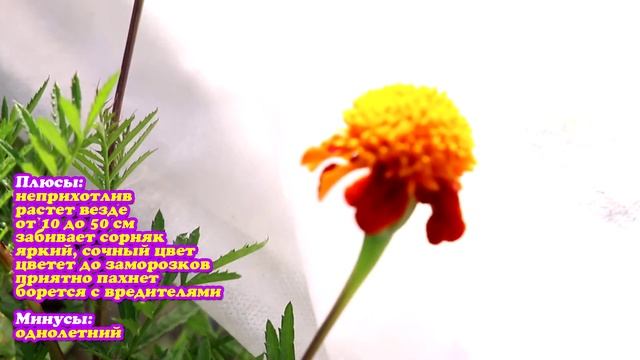 Цветы бархатцы в открытом грунте / Лечат и украшают наш сад смотреть онлайн