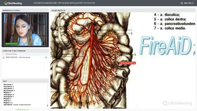 Кровоснабжение органов брюшной полости | Нормальная анатомия человека