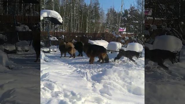 Акита ину и тибеты смотреть онлайн