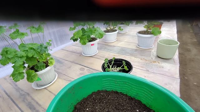 #641. Замена старого грунта пеларгонии на практике.