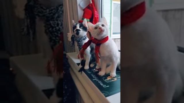 ПриколЮшки с домашними любимцами)) смотреть онлайн