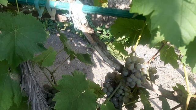 Диамант ( Олег ) - лучший из мускатных технических сортов смотреть онлайн