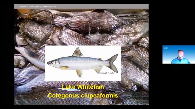 Sustainable Commercial Fisheries of WI's Great Lakes, Titus Seilheimer, WI SeaGrant WN@TL2020.11.04 смотреть онлайн