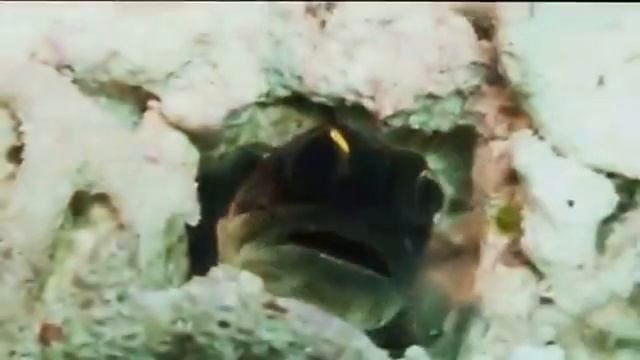 Подводный мир Индонезии