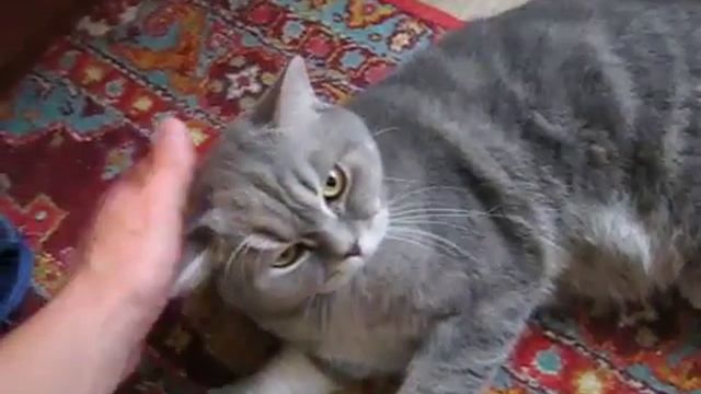 Шотландский кот Зевс балдеет, когда его гладят #2 смотреть онлайн
