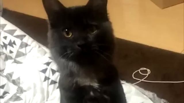 Они спасли жизнь крошечному котенку, а через год их ждал сюрприз! смотреть онлайн